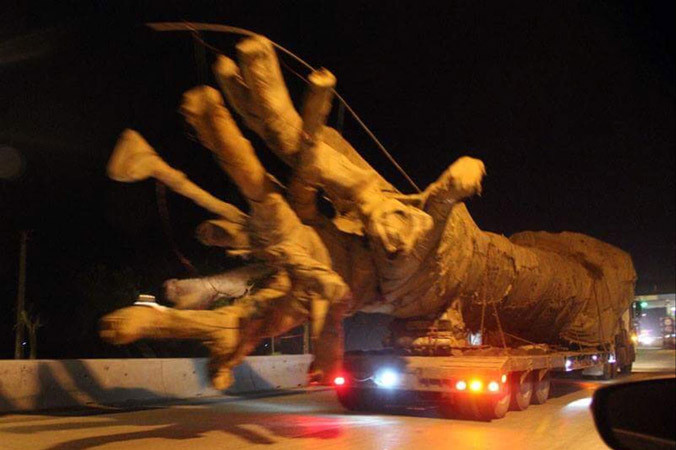 Ảnh liên quan cây “khủng” lưu thông trên đường.