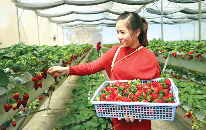 Du khách tự tay chọn những quả dâu ưng ý.