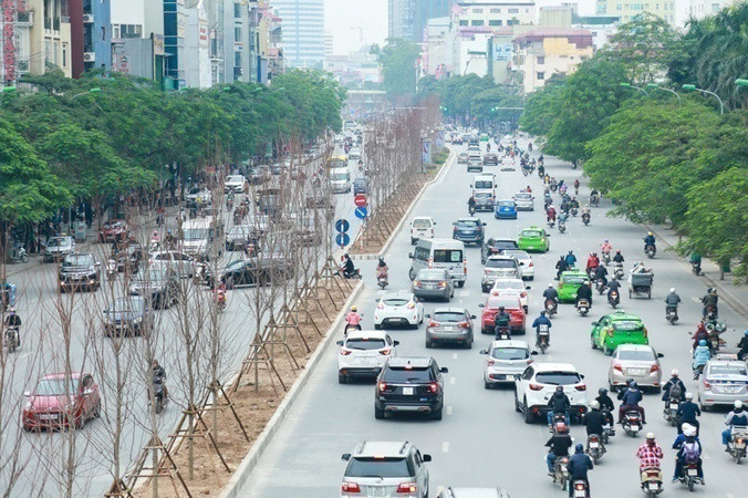 Hàng cây phong lá đỏ vừa được trồng trên phố Trần Duy Hưng (Hà Nội).