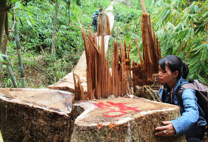 Hiện trường rừng lim quý bị tàn sát.