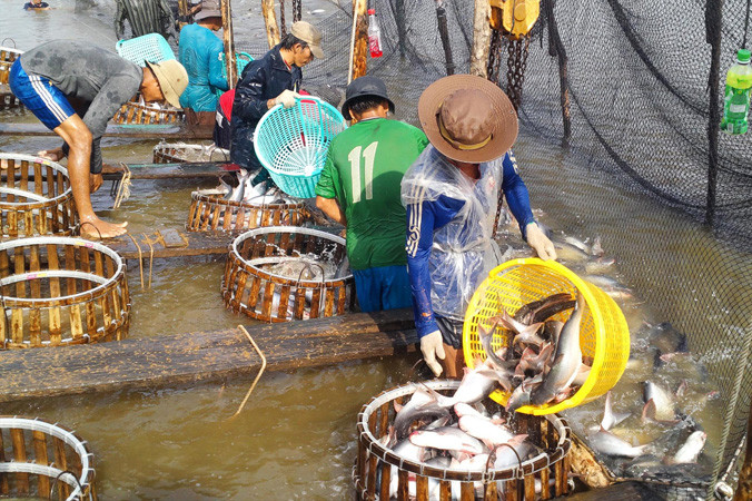 Bộ NN&PTNT khuyến cáo, nếu các địa phương thả lỏng cho người dân tự phát nuôi cá tra, sẽ dẫn đến nguy cơ vỡ trận. Ảnh: Bình Phương.