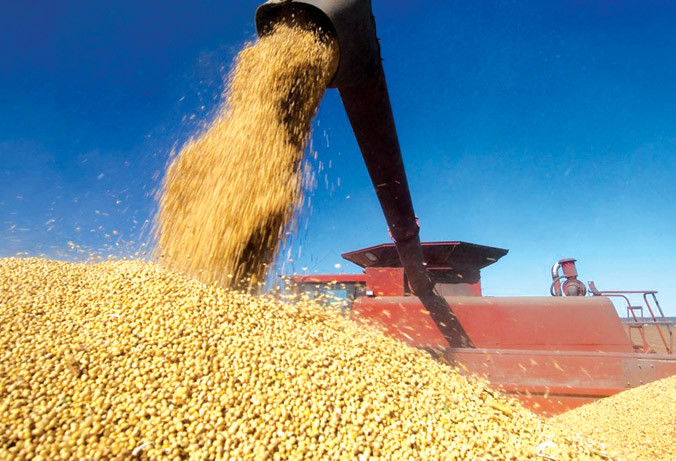 Đậu nành Mỹ nằm trong danh sách bị tăng thuế khi vào thị trường Trung Quốc. Ảnh: GETTY IMAGES.