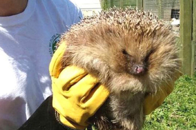 Chú nhím có biệt danh Arbuckle.