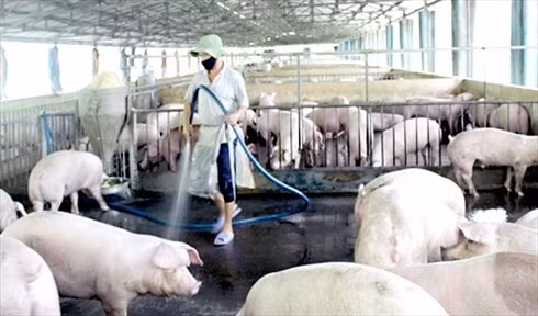 Ảnh minh hoạ: Internet