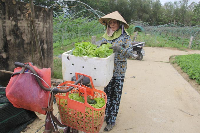 “Cả xe rau ni của tui may lắm được mấy chục ngàn”, bà Đinh Thị Luận (thôn Thạch Nham Tây, xã Hòa Phong). Ảnh: Thanh Trần.