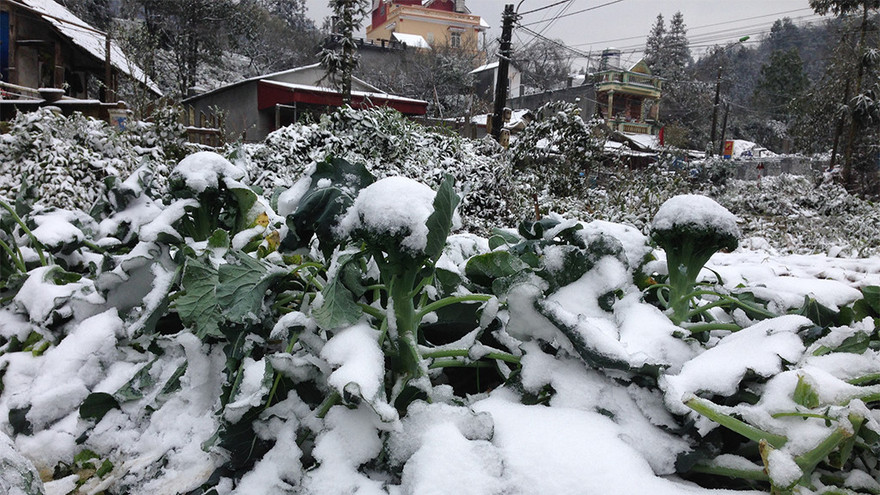 Băng tuyết ở Mẫu Sơn: Lo ngại sức khỏe người và gia súc