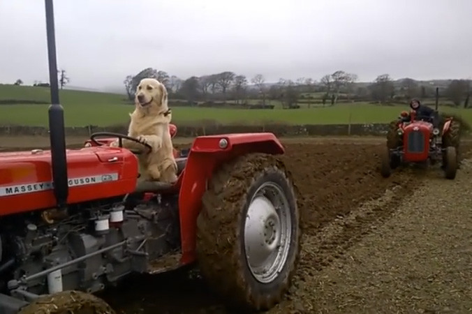 Rambo đang lái máy kéo.