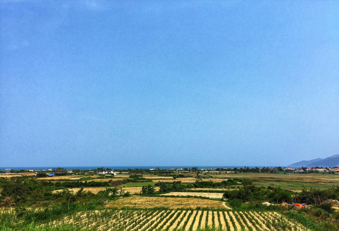 Ruộng tỏi Ninh Hòa. Ảnh: Lâm Chiêu Tranh.