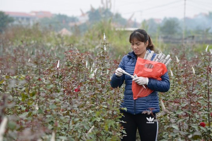 Vựa hoa Mê Linh sẵn sàng phục vụ nhu cầu chơi hoa Tết của người dân.