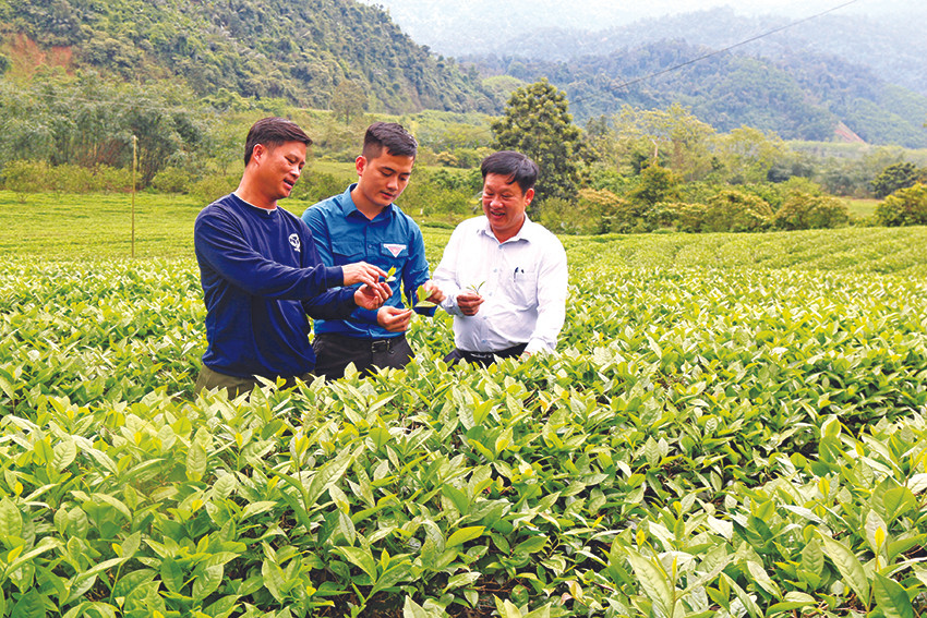 Cán bộ Tỉnh đoàn Nghệ An, Tổng đội TNXP 5 kiểm tra cây trồng chủ lực của các hộ đội viên