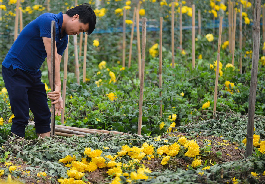 Hoa không bán được, người nông dân đành nhổ bỏ  
