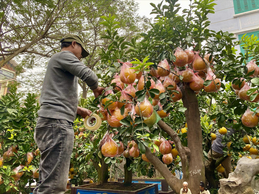 Nhà vườn chăm sóc bưởi Diễn bonsai chờ khách mua. Ảnh: Việt Linh 