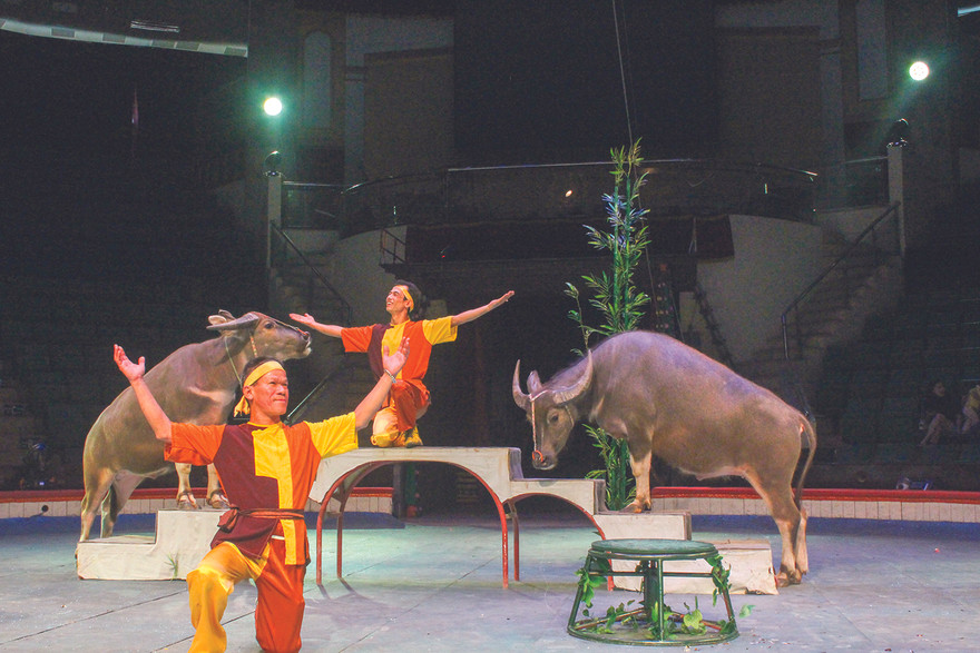 Những “nghệ sĩ” đặc biệt trên sân khấu xiếc Ảnh: Lê Kim
