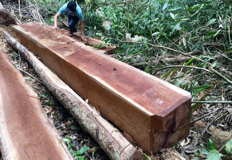 Nhiều lóng gỗ còn lại tại hiện trường 