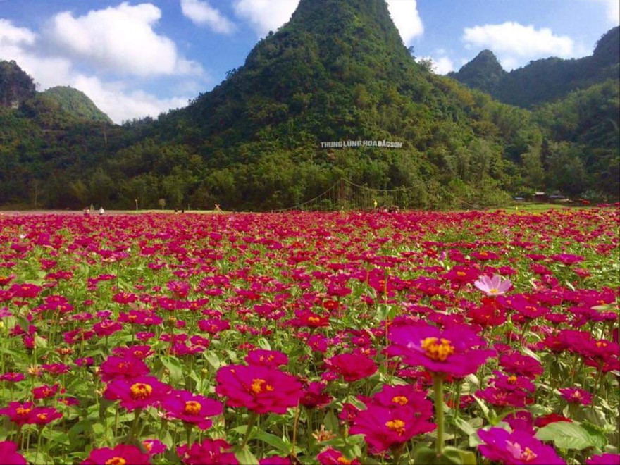 Thung lũng hoa Bắc Sơn thu hút rất đông du khách một thời Ảnh: Thế Vinh