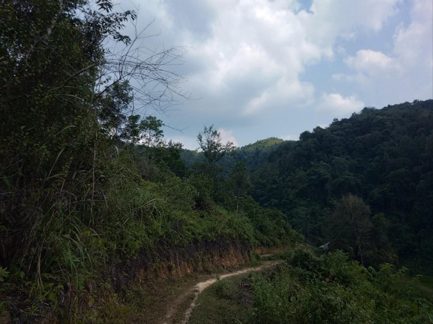 Khu rừng rộng hàng trăm héc ta này đã được cấp trái phép cho 7 hộ dân “nhảy dù”. Ảnh: Duy Chiến