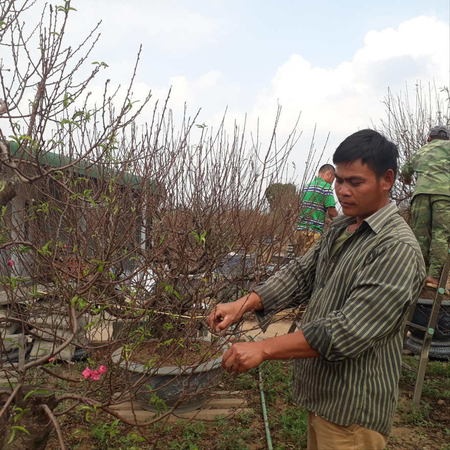 Người trồng đào Nhật Tân chuẩn bị đào đón Tết