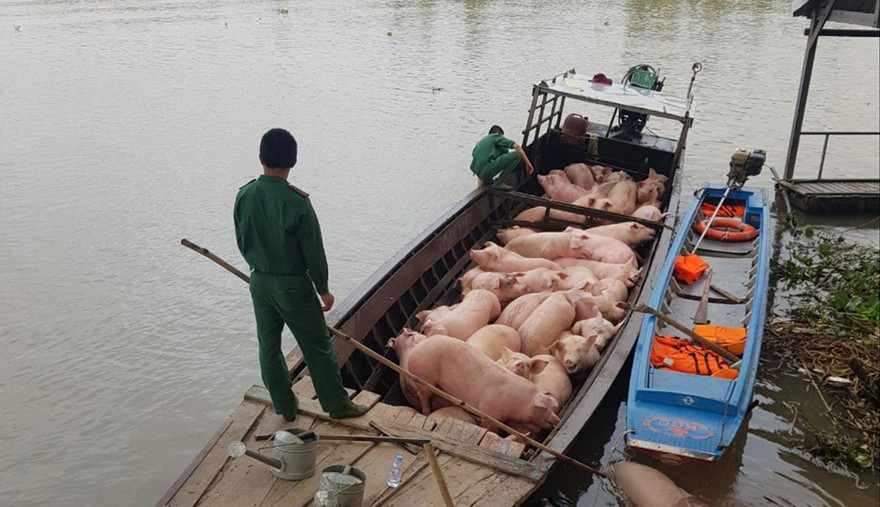 Heo lậu từ Campuchia sang bị bắt quả tang