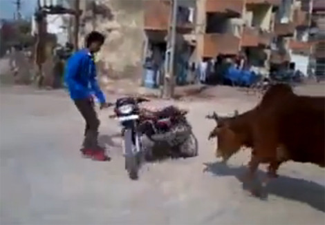 Đốt lốp giữa đường, bị bò đuổi té khói