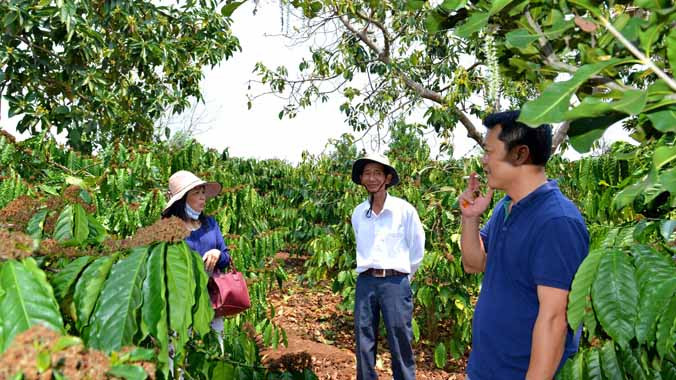 Bơ, cà phê, mắc-ca cùng trổ hoa kết quả trên rẫy ông Nghiêm