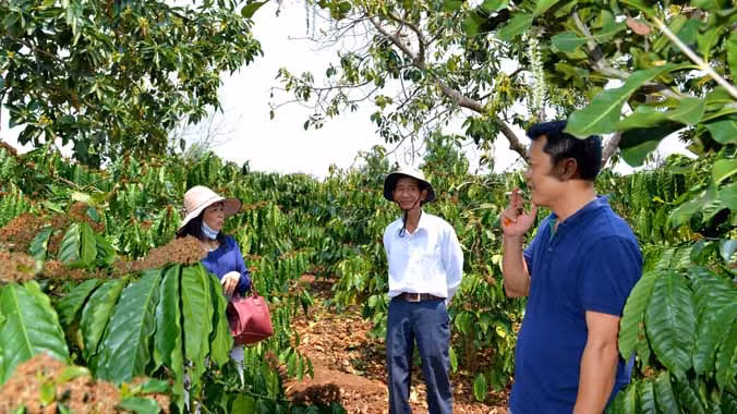 Bơ, cà phê, mắc-ca cùng trổ hoa kết quả trên rẫy ông Nghiêm