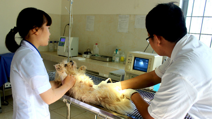 Siêu âm cho cún