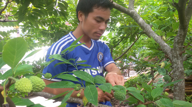 Hoàng Xuân Hòa bên những cây na lúc lỉu quả