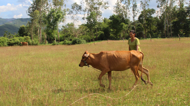 Con bò hỗ trợ theo Nghị quyết 30a cho một hộ nghèo sau khi nộp tiền đối ứng 4,5 triệu đồng