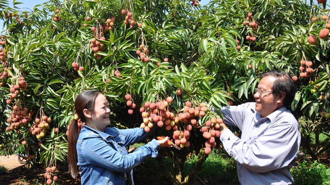 Ông Quốc hướng dẫn người thu mua cách cắt vải.