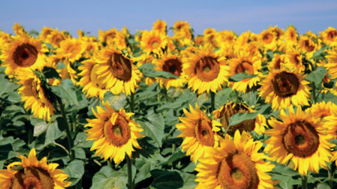 Thu hoạch sản phẩm Ba Lan