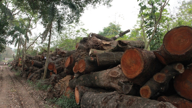 Cây xanh bị chặt hạ ở Hà Nội vừa qua. Ảnh: Minh Đức