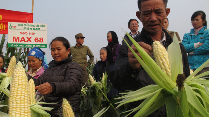 Ngô nếp cho hiệu quả cao