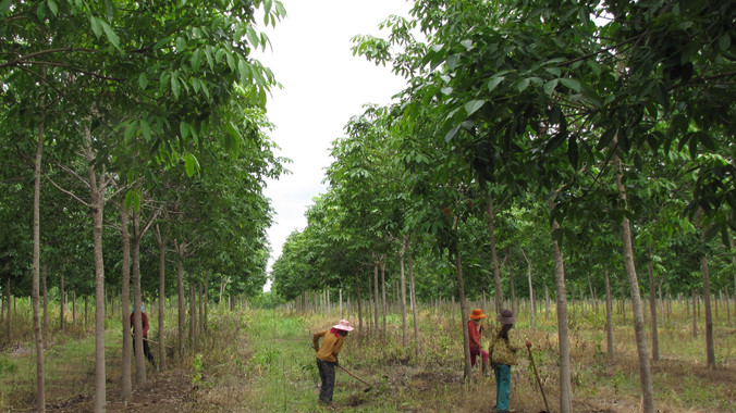 Mủ cao su rớt giá, công nhân lao đao