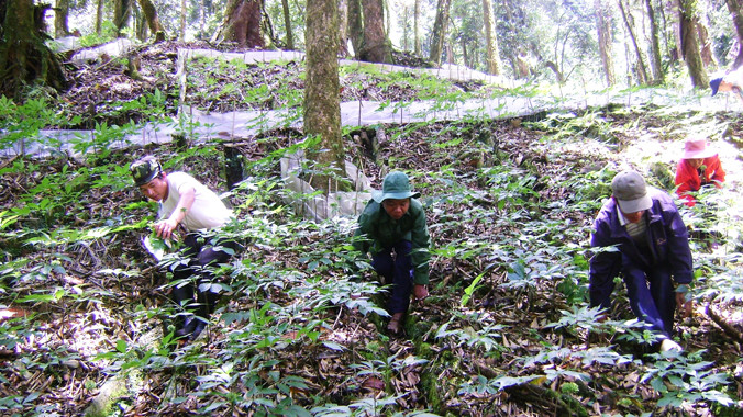 Người dân chăm sóc vườn sâm ở núi Ngọc Linh. Ảnh: Hoàng Thọ