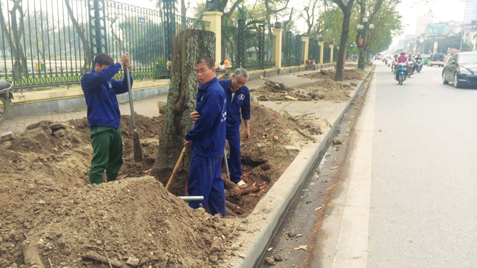 Cưa hàng loạt cây phượng trên đường Lê Duẩn 