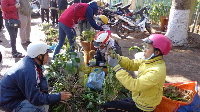 Gần tết, nhiều khách mua lan rừng