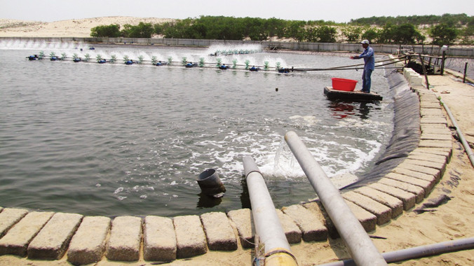 Vùng nuôi tôm trọng điểm của tỉnh TT-Huế. Ảnh: Ngọc Văn