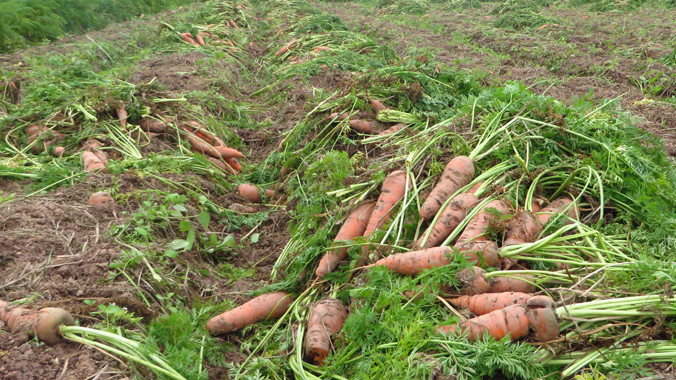 Cà rốt vứt la liệt tại ruộng vì mất giá