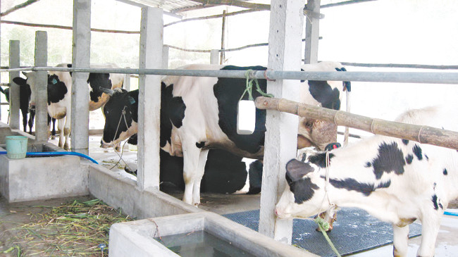 Chuồng nuôi bò sữa của một hộ Khmer