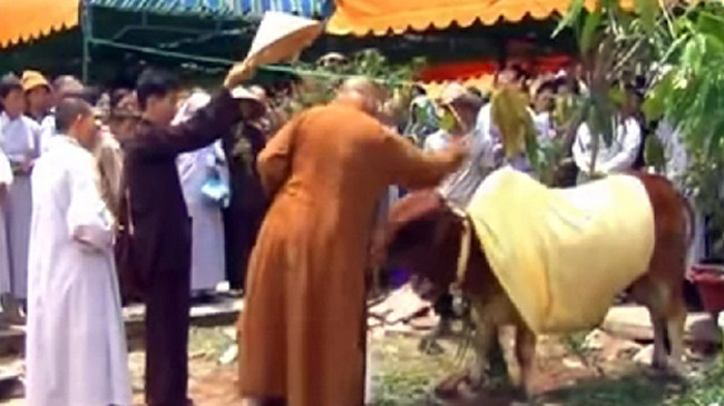 Quy y cho bò tại khuôn viên chùa Pháp Hải. Nguồn: Internet