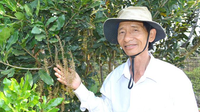 Bộ NN&PTNT định hướng phát triển cây mắc ca đến năm 2020 chỉ khoảng 10.000 ha. Ảnh: Ngô Bình