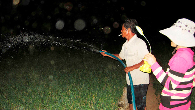 Nông dân Lý Sơn trắng đêm tưới nước cho cánh đồng hành