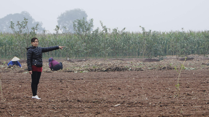 Khu ruộng của chị Nguyễn Thị Lan đã bị lấy đem chia cho người khác. Ảnh: Minh Tuấn