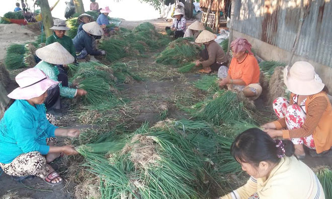 Nông dân thu hoạch hành lá