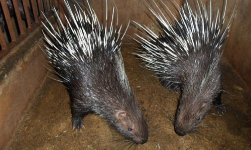 Kỷ luật chủ tịch xã vụ nhím 'đi nhầm' vào nhà cán bộ