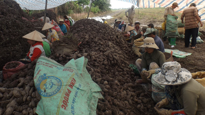 Công nhân đang nhặt khoai chỗ ông Nguyễn Văn Hai