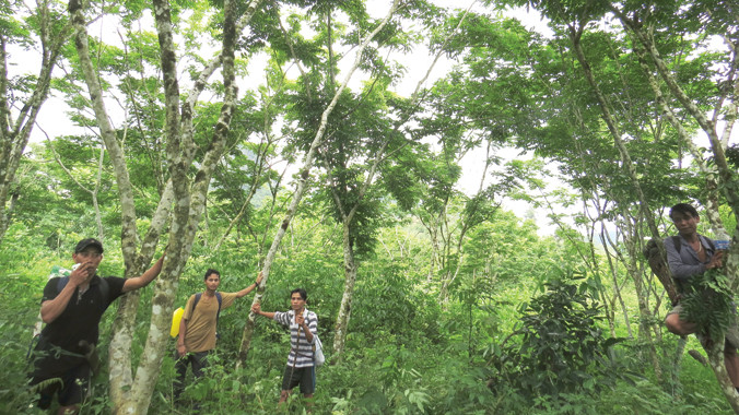 Người A Rem xem rừng sưa như báu vật