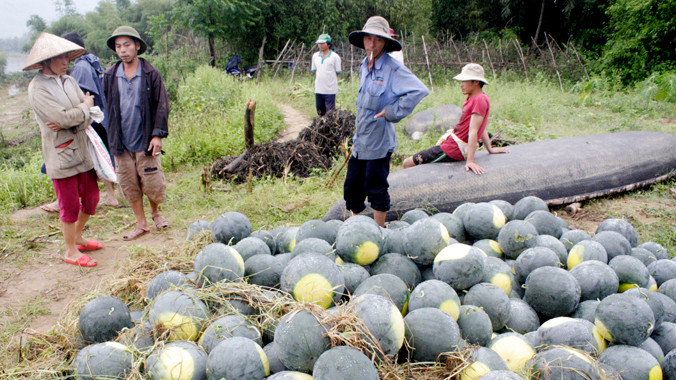 Nông sản ế ẩm, không thấy “nhạc trưởng” giúp người nông dân tiêu thụ sản phẩm đâu. Ảnh: Nguyễn Thành