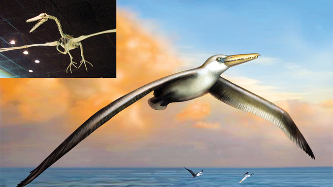 Phát hiện kỳ thú: Chim to nhất mọi thời đại 