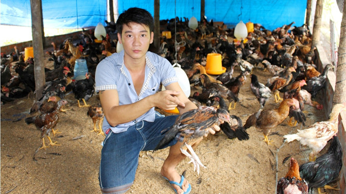 Hàng trăm con gà chết nghi… tiêm vaccine